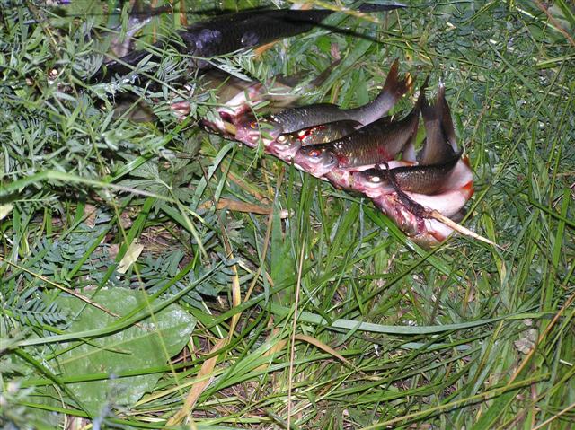 050729-31_0081.JPG