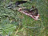 050729-31_0081.JPG